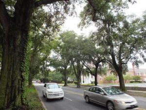 Commuters beneath the branches of the aging oak trees on Market Street in Wilmington. Photo by Ben Brown.