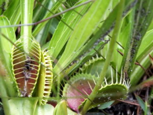 The famously rare carnivorous plants are native only to this part of the globe. Pictured here is a family of flytraps at the Rehder garden (with the one to the far left enjoying a meal). Photo by Ben Brown. 