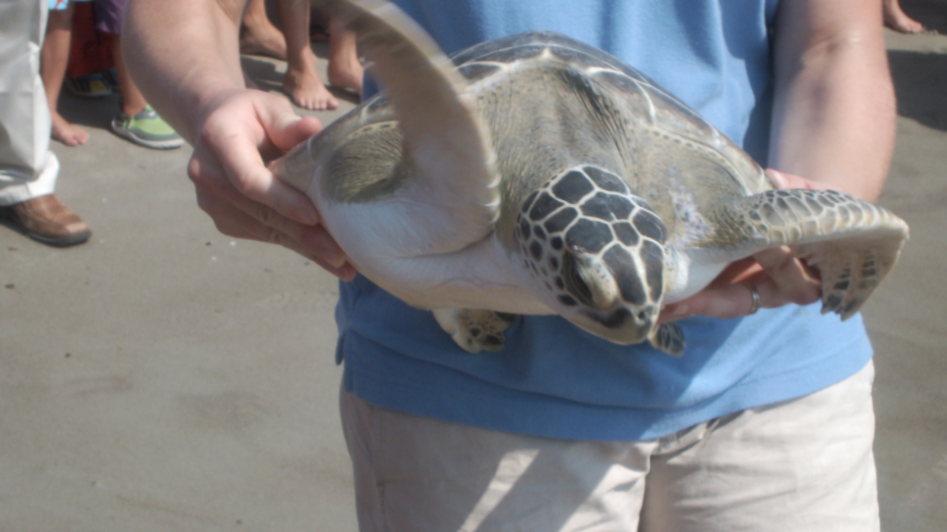 A rehabilitated sea turtle will be released at 10 a.m. on May 23 on the beach in front of the Fort Fisher State Recreation Area. (Port City Daily/Courtesy Caroline Curran)