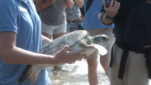 A new aquarium is being planned for Pender County (Port City Daily photo/FILE)