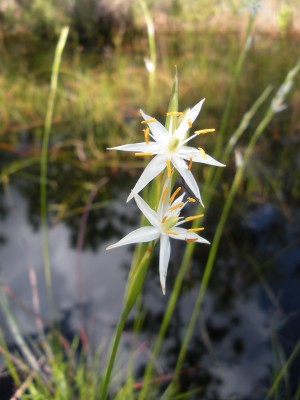 A pleea, photographed in what will become Sage's Preserve. The plant is found in North Carolina only in the southeast region of the state.