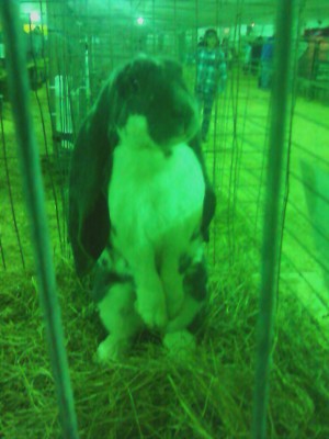 Cape Fear Fair & Expo