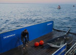 A researcher with OCEARCH helps pull great white shark Mary Lee aboard to tag her with a tracking device last year. Photo courtesy Ocearch.