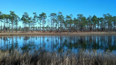 Fence Cove Pond at Orton Plantation. Photo courtesy N.C. Coastal Land Trust.