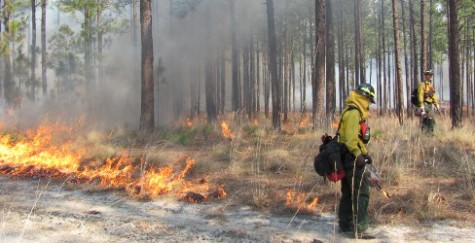 Fire crews with The Nature Conservancy conduct a controlled burn. Photo courtesy The Nature Conservancy.