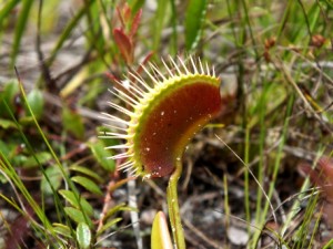 At the Stanley Rehder Carnivorous Plant Garden in Wilmington. Photo by Ben Brown. 