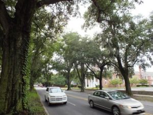 Commuters beneath the branches of the aging oak trees on Market Street in Wilmington. File photo by Ben Brown.