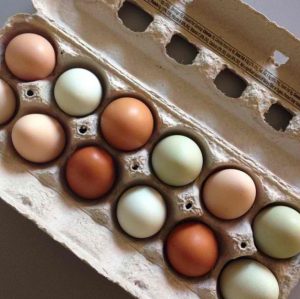 North Carolina is the third largest producer of poultry product in the US, which, according to the North Carolina Poultry Federation, is the largest agricultural industry in the state. (Port City Daily file photo)