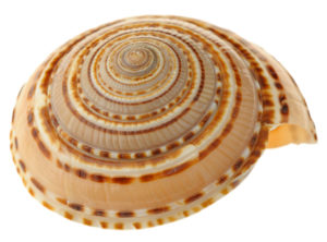 Sea cockleshell. Photo courtesy Cape Fear Museum. 