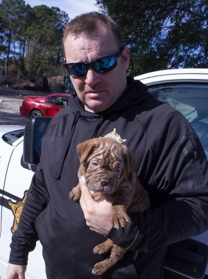 Brunswick County Sheriff's deputy Tommy Tolley cares for one of 17 dogs seized from a family compound in Southport. Photos courtesy BCSO.