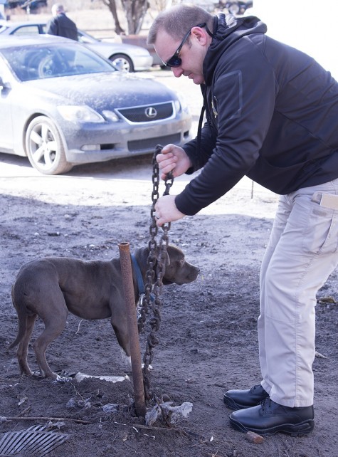 One of 17 dogs seized from a family compound in Southport. 