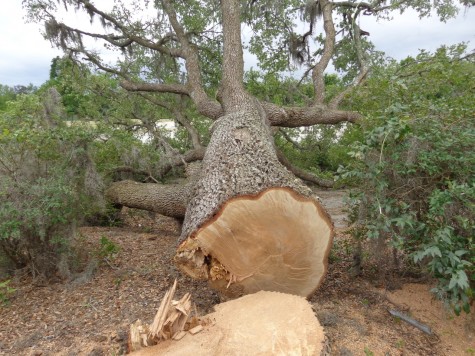 At least two oaks were cut down without a permit at the former Galleria shopping center earlier this week. Photo courtesy Bill Jayne, Wilmington Tree Commission.