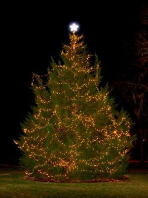 Greenfield Lake Christmas Tree. Photo courtesy of the City of Wilmington.