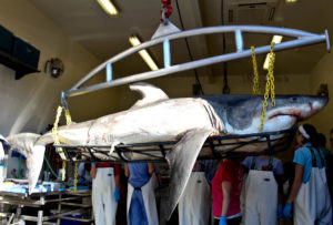 A great white shark washed up on Wrightsville Beach Monday and was examined at UNCW on Tuesday. Photo by Hannah Leyva.
