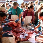 A crowd gathered to watch the necropsy. Photo by Hannah Leyva.