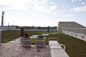 Green roof at 320 Chestnut St. Photo by Hannah Leyva.