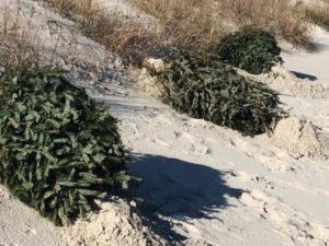 Recycled Christmas trees are used to rebuild dunes on parts of Carolina Beach. Photo courtesy of the Cape Fear Surfrider Foundation.