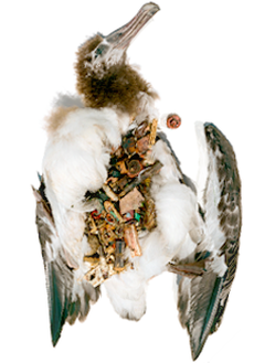This edgy look at the damage plastic does to marine life is among the works included in Expo 216's opening exhibit in March.