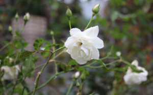 Blooming roses at the New Hanover County Arboretum. Photo by Hannah Leyva.