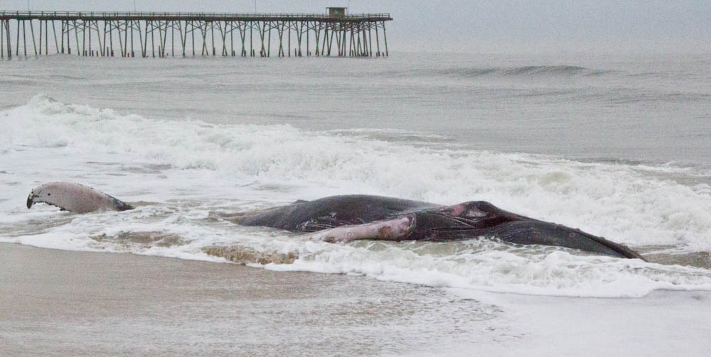 A humpback whale washed up on Kure Beach Wednesday morning. Photo by Hannah Leyva.