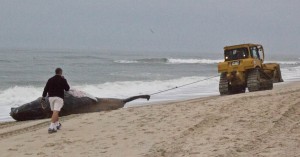The Army Corps of Engineers was called in to help move the whale. Photo by Hannah Leyva.