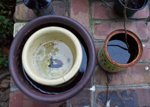Containers holding stagnant water are prime breeding grounds for disease-carrying mosquitoes. Photo by Hannah Leyva.