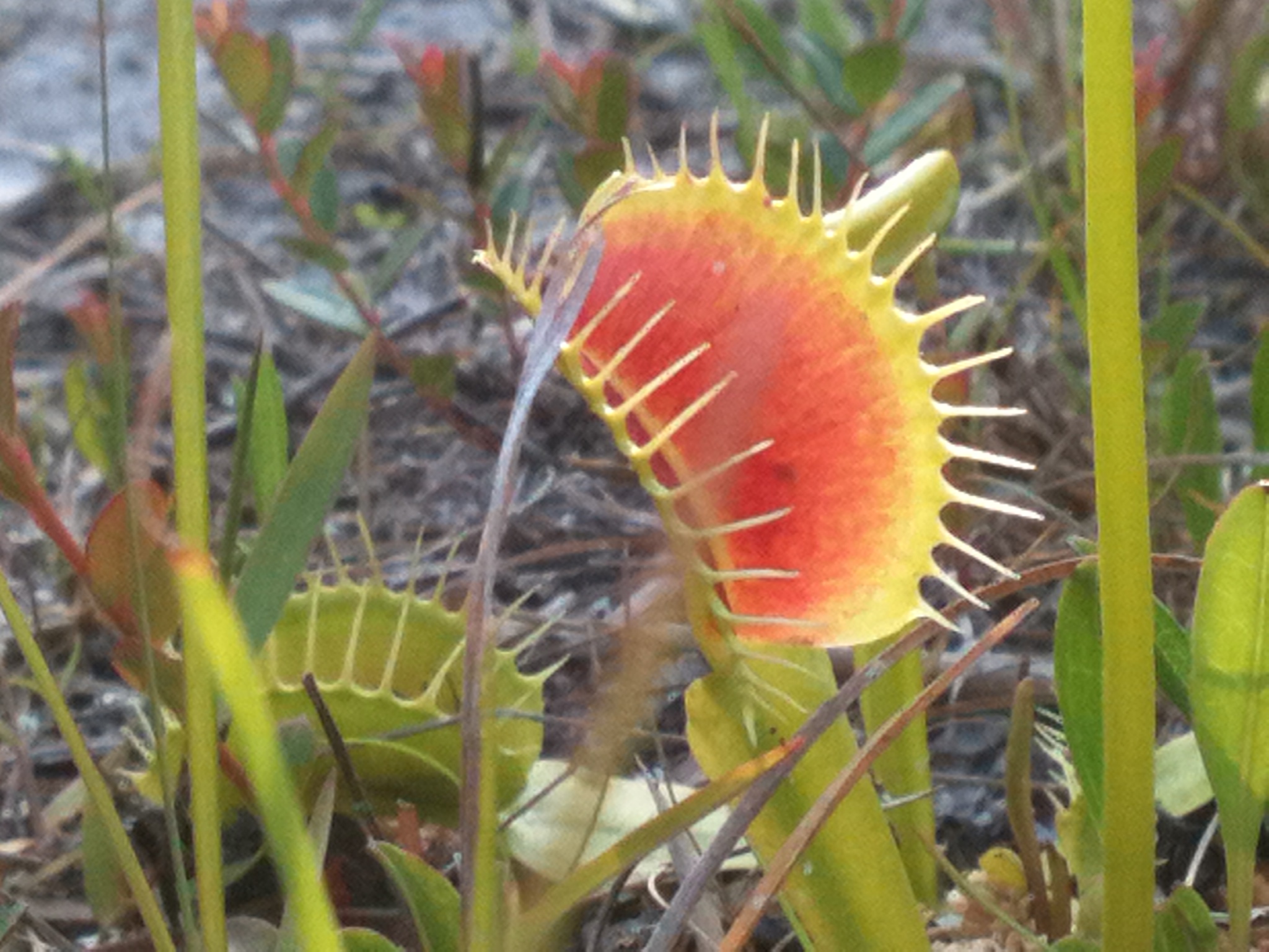 The annual Flytrap Frolic pays homage to the mystifying meat-eating plant that chooses to call the Port City its exclusive home. Courtesy photos.