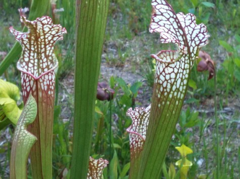 Wilmington's carnivorous plant garden also features fellow meat-eating flora, the pitcher plants.