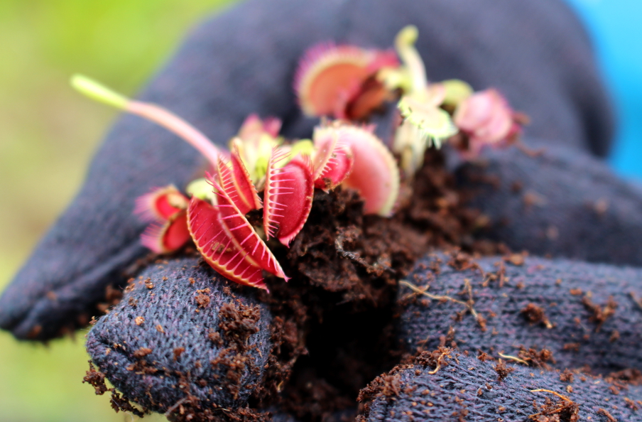 One of hundreds of Flytrap yearlings that made it into the ground on Friday.