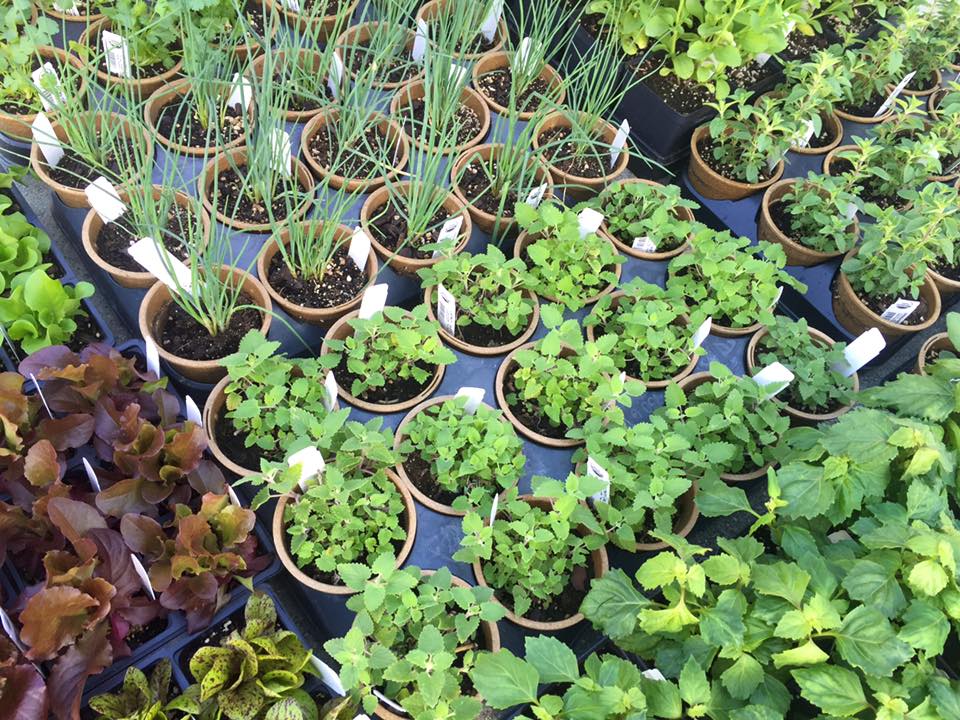 While organic gardening enthusiasts will soon no longer be able to purchase plants and supplies at Progressive Gardens, owner Evan Folds says he will maintain his connection to the community through his farm and consulting work. Courtesy photo.