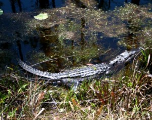 The North Carolina Wildlife Resources Commission is asking the public to report when they spot alligators. (Photo courtesy of the N.C. Wildlife Resources Commission)