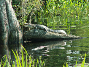 Alligators can be found in North Carolina. (Courtesy of the N.C. Wildlife Resources Commission)