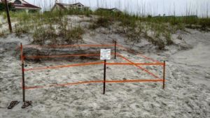 A turtle nest found on Wrightsville Beach in June. Photo courtesy of the Wrightsville Beach Sea Turtle Project.