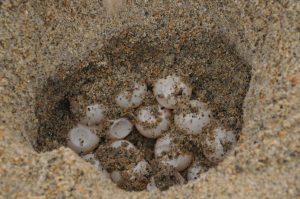 A nest of sea turtle eggs found on Wrightsville Beach this summer. Photo courtesy of the Wrightsville Beach Sea Turtle Project.