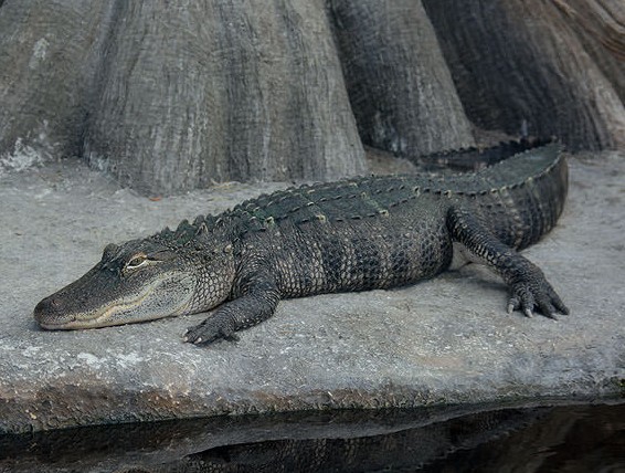 The NC Aquarium at Fort Fisher will bring one of its "living dinosaurs" to Halyburton Park for a program on alligators. The park will offer several nature sessions this month. Courtesy photo.