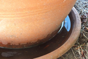 Flower pot saucers or drainage trays collect water, making them potential breeding grounds for mosquitos. Photo by Hannah Leyva.