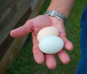 Fresh eggs laid by James Wind's chickens in Carolina Beach. Photo by Hannah Leyva.