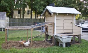 The chicken coop and run built by James Wind in his Carolina Beach backyard. Photo by Hannah Leyva.