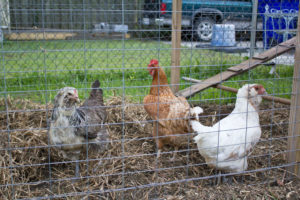 James Wind's chickens in their pen. From left: Cleopatra, Beyonce and Khaleesi. Photo by Hannah Leyva.