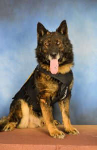 Longtime Brunswick County Sheriff's K9 Bruno died on Thursday.