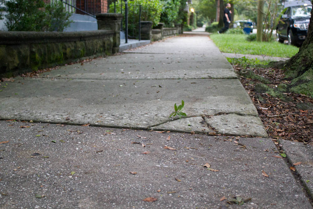 Sidewalks on Dock Street in downtown Wilmington. Photo by Hannah Leyva.