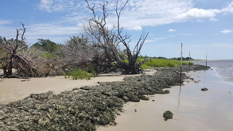 Oyster reef in Carolina Beach State Park. Photo courtesy of the North Carolina Coastal Federation.