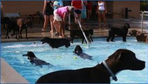 Dogs during the annual Pooch Plunge. Courtesy of the City of Wilmington.