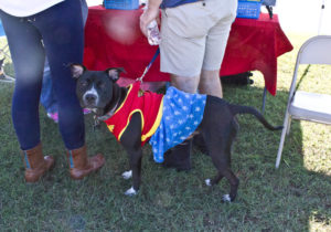 A dog dressed up like Wonder Woman during the 7th Annual Salty Paws Festival in 2015. Photo by Hannah Leyva.