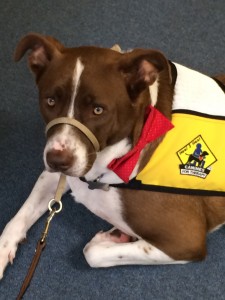 rudy-the-therapy-dog-225x300