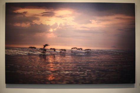 Sean Rutkay "Pelicans in Phalanx" weatherproof print on aluminum, 2016