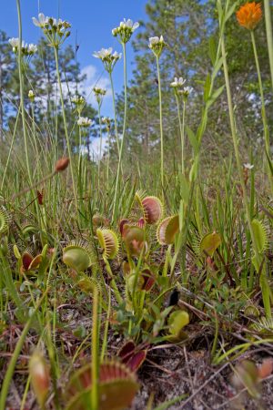 Venus Flytraps in Bloom. (Credit: Skip Pudney)