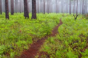 green-swamp-horizontal-1