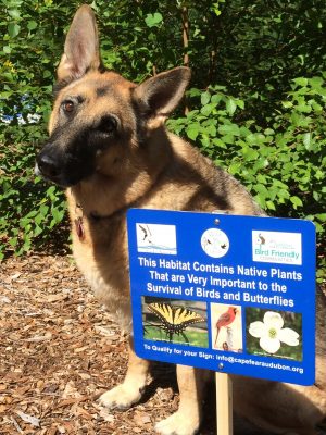 Dog not included. (Courtesy: Cape Fear Audubon Society)
