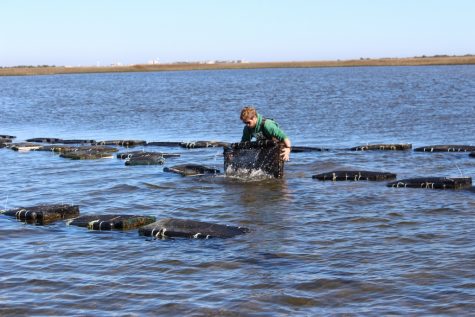 Masonboro Oyster (32) (1024x683)